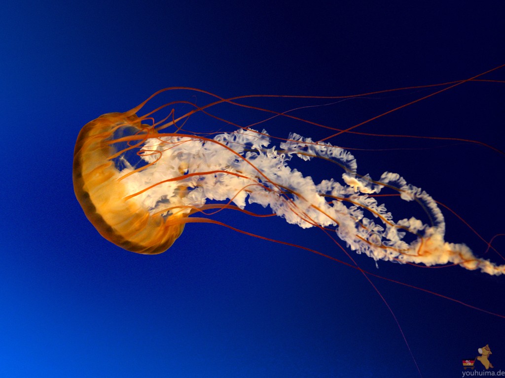 jellyfish